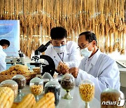 옥수수·벼 종자연구 나선 북한 계응산사리원농업대학
