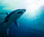 [과학핫이슈]상어, 가오리가 사라지는 바다..멸종 위기 가속화