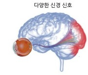 인공망막 성능 높일 실마리 찾았다