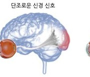 "다양한 신경 신호가 고효율 시각 정보 만든다"