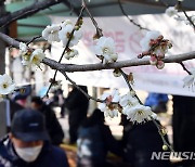 입춘 앞두고 활짝 핀 매화