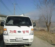 포항 산란계 농장 조류인플루엔자 항원 검출