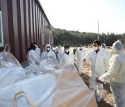 포항 산란계 농장 고병원성 AI 최종 확인..28만 마리 살처분