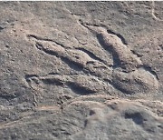 불과 4세 소녀가 2억2000만년 전 공룡 화석 발견