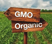 유전자변형식품 0.9% 혼입돼도 'Non-GMO' 표시.. 안전성 문제 없나