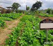 '도심 속 치유공간' 대구 동구, 공영텃밭 분양