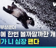 [비디오머그] 팬더가 심장 팬다..2년만에 '눈' 내리자 개인기 작렬한 미국물 판다