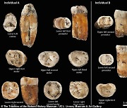 "혼혈 흔했나"..4만8000년 전 네안데르탈인 치아화석서 현생인류 흔적