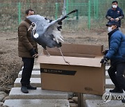 김포에 방사되는 천연기념물 재두루미