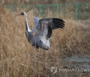 김포에 방사되는 천연기념물 재두루미