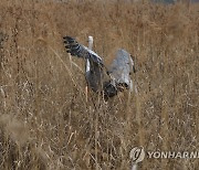 김포에 방사되는 천연기념물 재두루미
