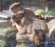 온천욕 즐기는 카피바라