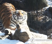 기지개 켜는 한국호랑이