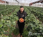 MIDEAST PALESTINIANS AGRICULTURE STRAWBERRY