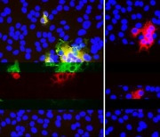 미국 연구진 "신종 코로나가 중화 항체 피하는 진화 패턴 발견"