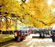 인천 남동구 장수동 은행나무, 천연기념물 제562호 지정