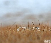 [포토친구] 잔디밭의 얼음 요정