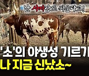 [영상] "옛날엔 사자와도 싸웠소"..소띠해 야생성 기르기 훈련 공개