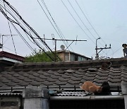 고양이와 눈 맞추려 지붕에 올라간 여자