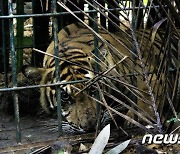 '멸종위기' 수마트라 호랑이..사육사 죽이고 탈출 도중 사살돼