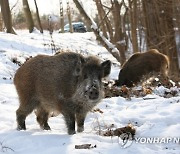 POLAND ANIMALS WILD BOARS