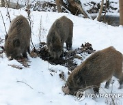 POLAND ANIMALS WILD BOARS