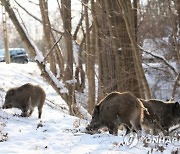 POLAND ANIMALS WILD BOARS