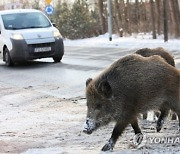 POLAND ANIMALS WILD BOARS