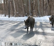 POLAND ANIMALS WILD BOARS