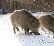 POLAND ANIMALS WILD BOARS