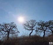 [포토친구] 언덕 위의 소나무