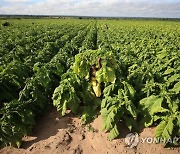 ZIMBABWE AGRICULTURE TOBACCO REAPING