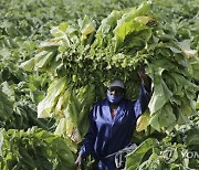 ZIMBABWE AGRICULTURE TOBACCO REAPING