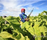 ZIMBABWE AGRICULTURE TOBACCO REAPING