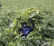 ZIMBABWE AGRICULTURE TOBACCO REAPING