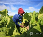 ZIMBABWE AGRICULTURE TOBACCO REAPING