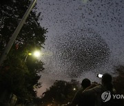 India Birds