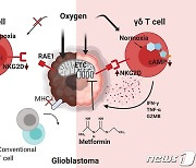 KAIST 이흥규 교수 연구팀, 새로운 뇌종양 면역반응 규명