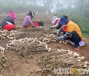 태안 가의도 육쪽마늘, 최고급 우량종구 생산지로 '우뚝'