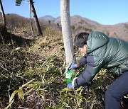 산청군 '지리산 고로쇠' 본격 채취