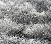 '최저기온 영하 11.4도, 한라산 상고대 장관'