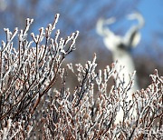 '최저기온 영하 11.4도, 한라산 상고대 장관'