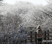 기습 추위에 피어난 한라산 상고대