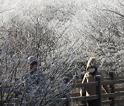 상고대 핀 한라산 1100고지