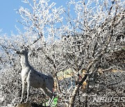 '제주에 기습 추위 엄습, 한라산 상고대 장관'