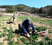 시금치 수확