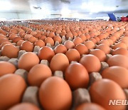 100만개가 넘는 달걀, 창고에 가득