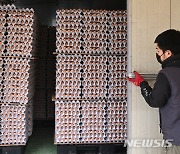 창고에 가득 쌓인 달걀