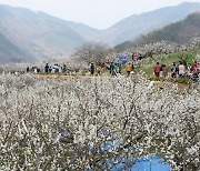 2021년 원동매화축제 취소