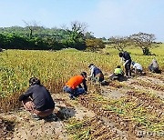 법무부 제주보호관찰소, '인력난' 농가 일손돕기 확대